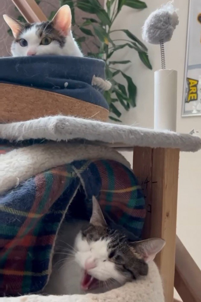 威嚇する下段の猫