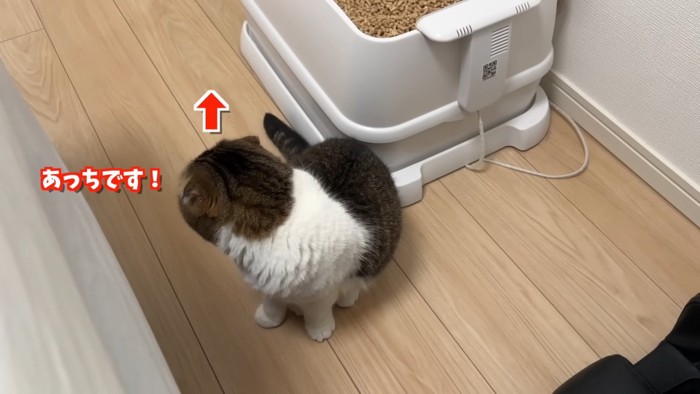 リビングを見つめるぽこ太郎くん