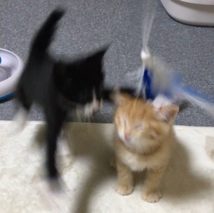 ジャンプする子猫と目を閉じる子猫