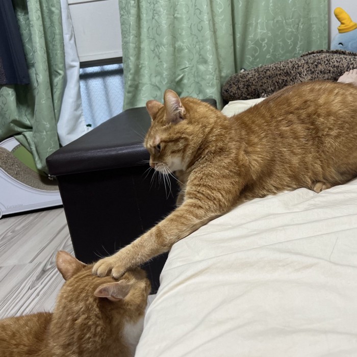 下にいる猫の頭を押さえる猫