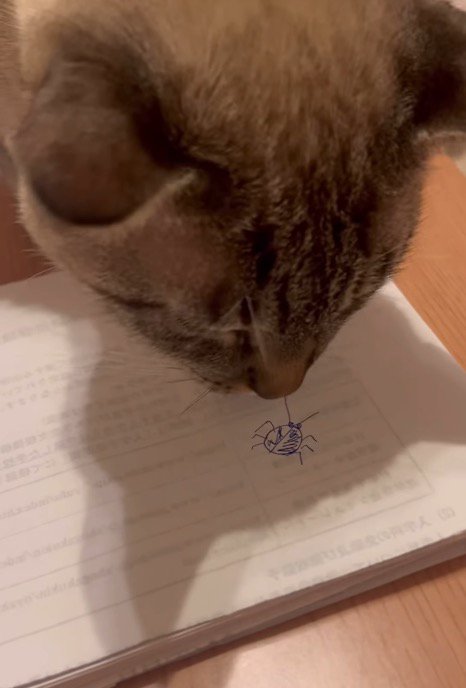 虫の絵に顔を近づける猫
