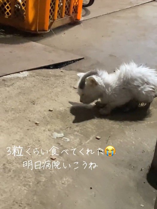 ごはんを食べる子猫