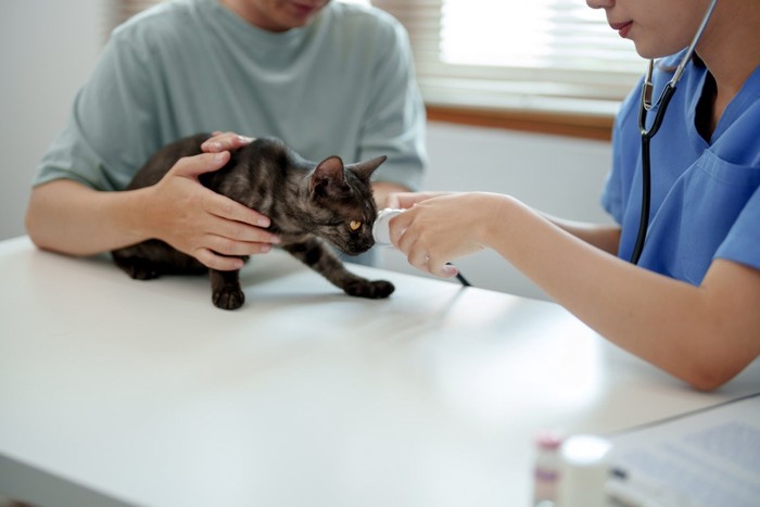 診察台の上に乗る猫