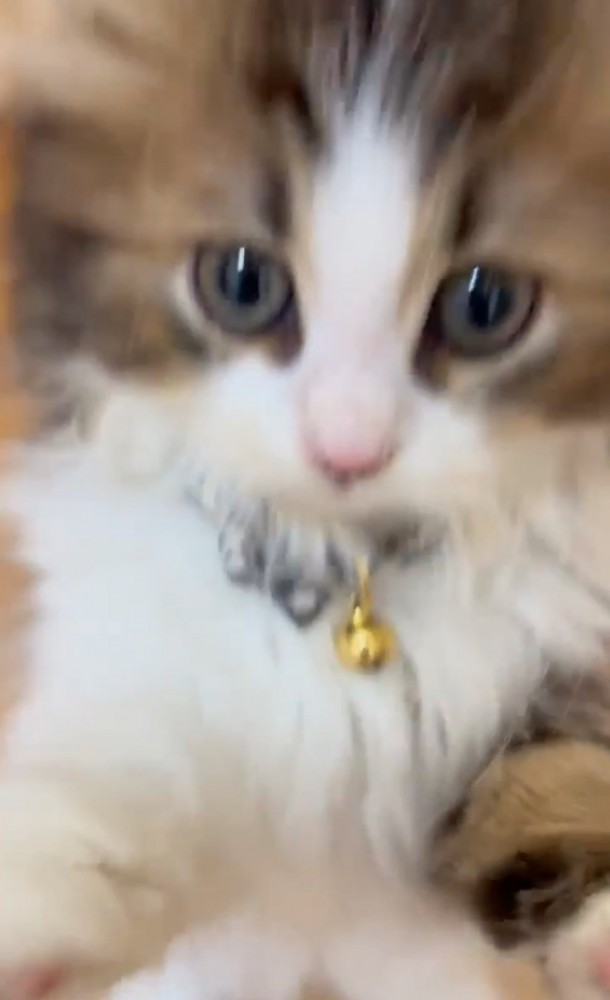 立ち上がる子猫