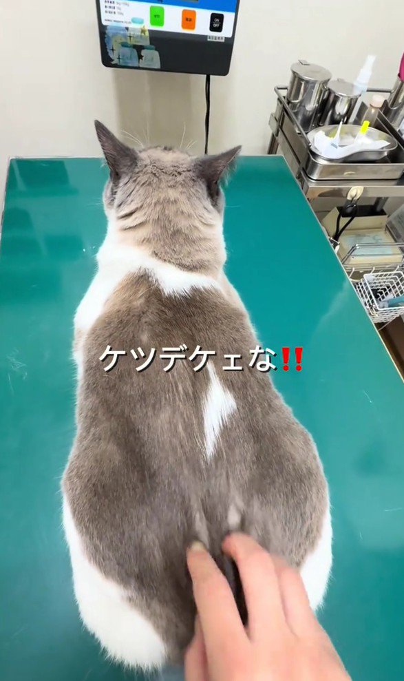 診察台にのっている猫