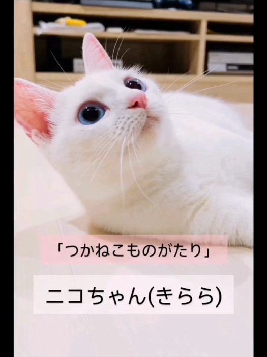 寝そべって上を見る猫