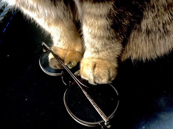 メガネを踏む猫の前足