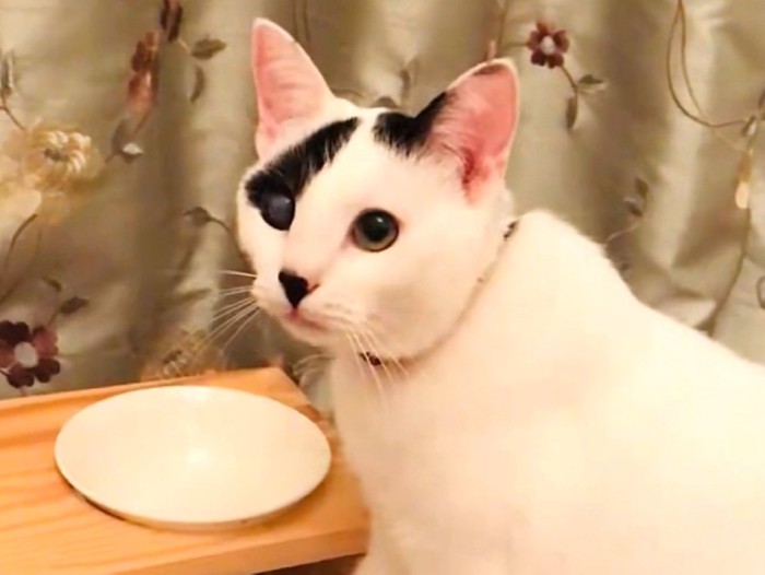 甘える表情で飼い主を見上げる子猫