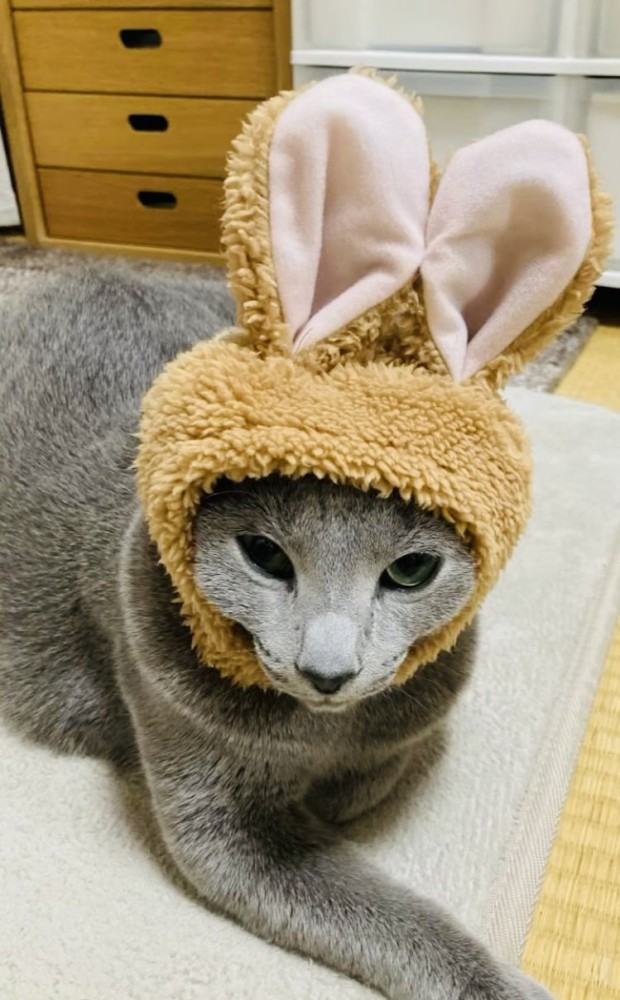 うさぎの被り物を被ってカーペットに座るロシアンブルー