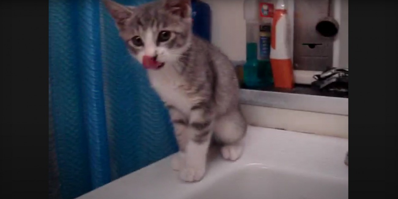 飼い主さんを見るモアレちゃん