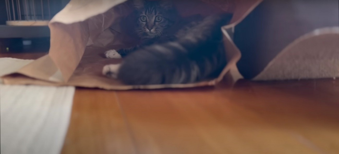 袋の中にいる猫