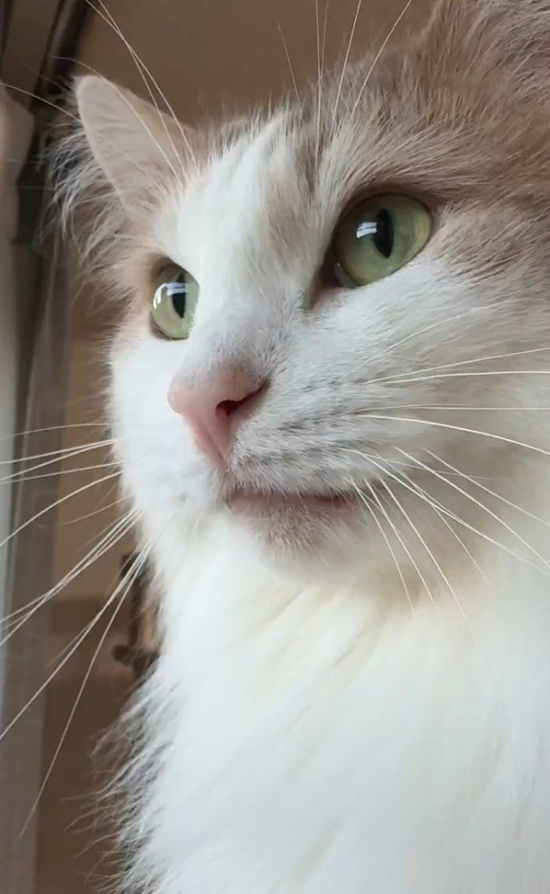 外を見つめる猫