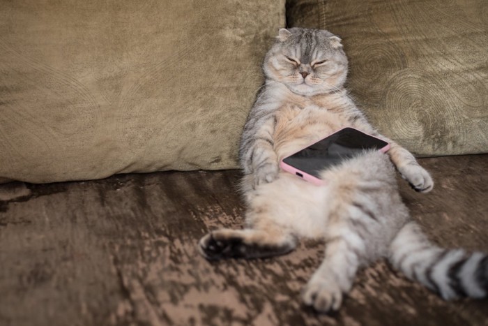 おなかにスマホを乗せた猫