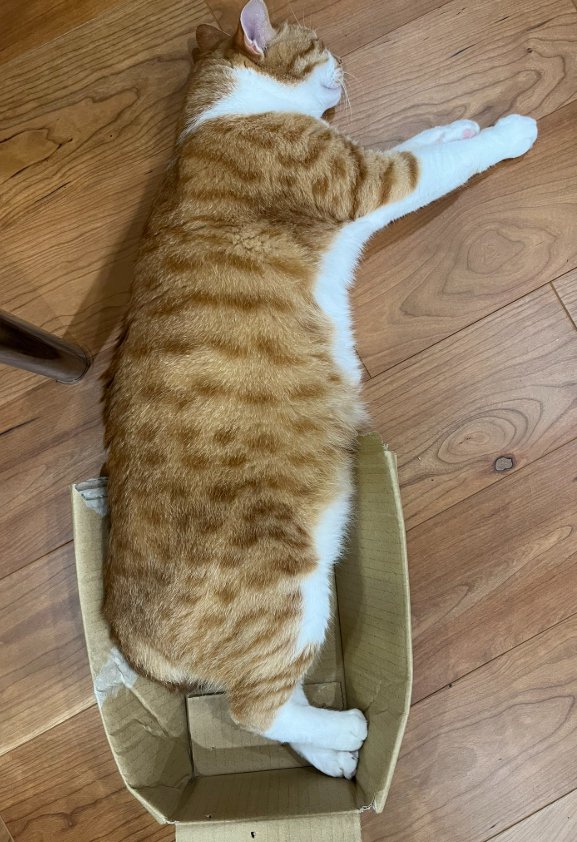 箱に下半身だけ入れて横になる猫の全身