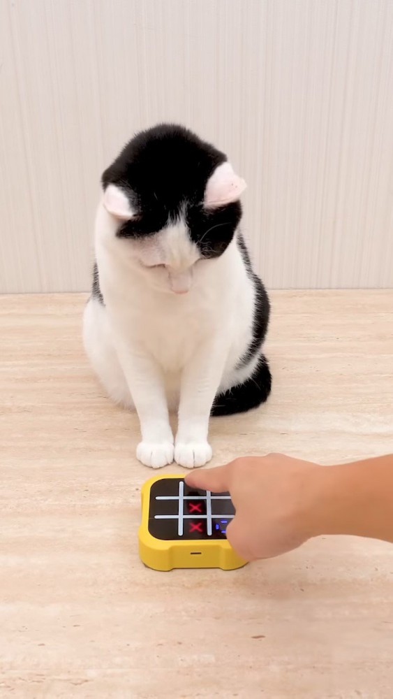 マルバツゲームをする牛柄猫