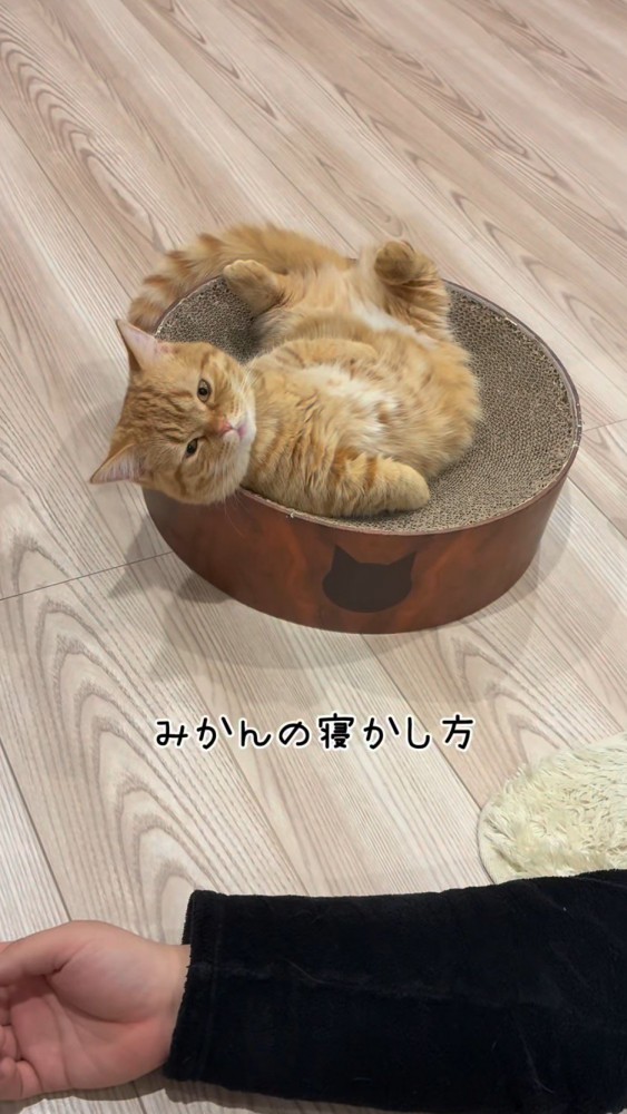 ペット用ベッドの上でお腹をだして横になっている猫