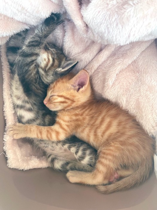 くっついて眠る2匹の子猫