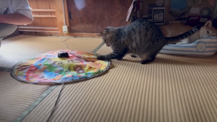 おもちゃに飛びつく猫