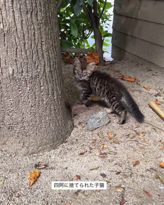 振り向く子猫