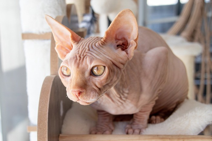 なにかを見つめている猫