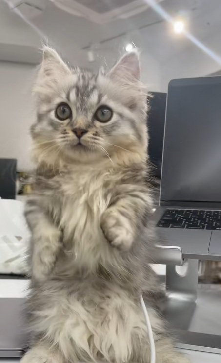 後ろ足で立っているマンチカンの子猫