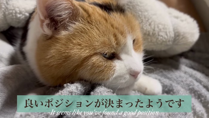 ポジションが決まったミケ