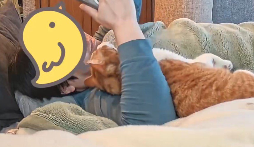 飼い主の腕に頭を乗せ、飼い主の顔を見つめる猫