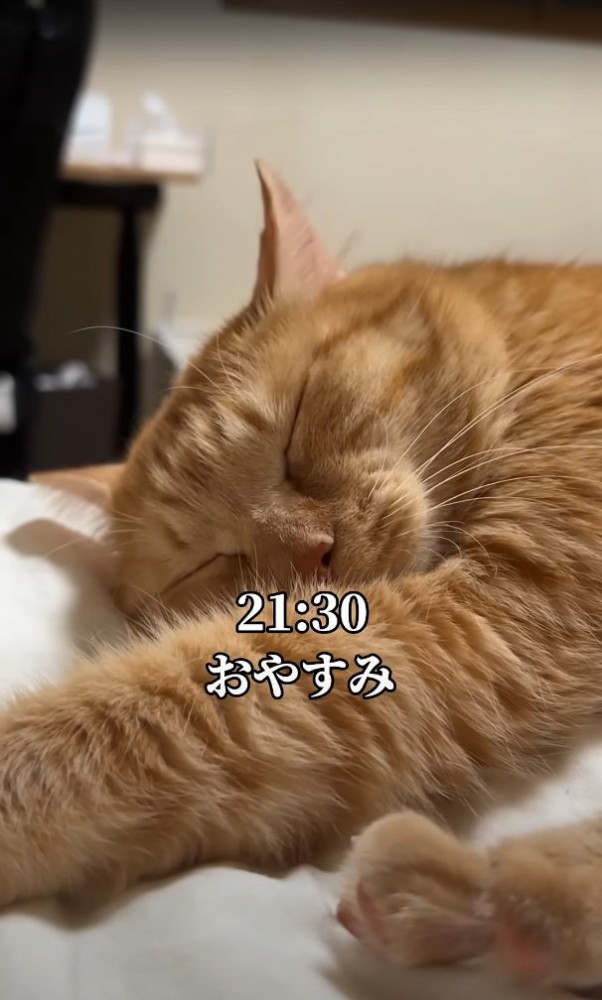眠る猫
