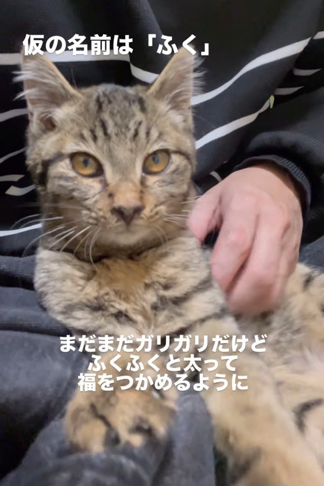 人の膝の上に乗る子猫