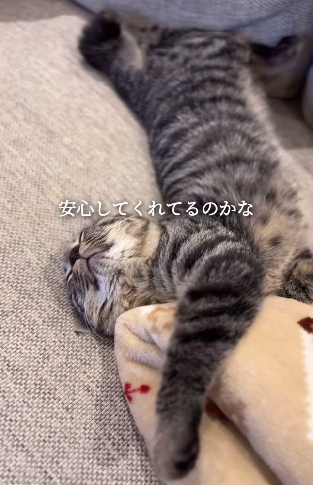 のけぞって寝る猫