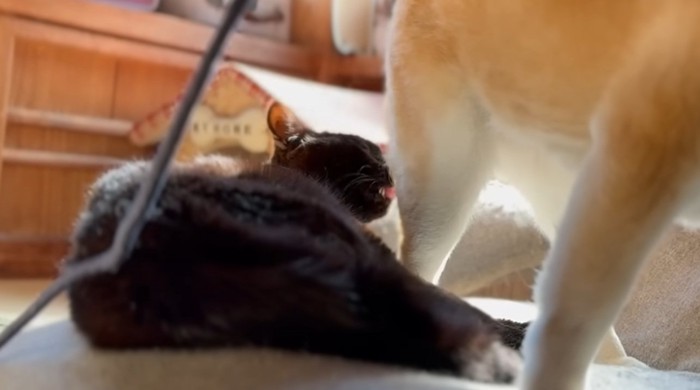 柴犬の毛づくろいをする猫