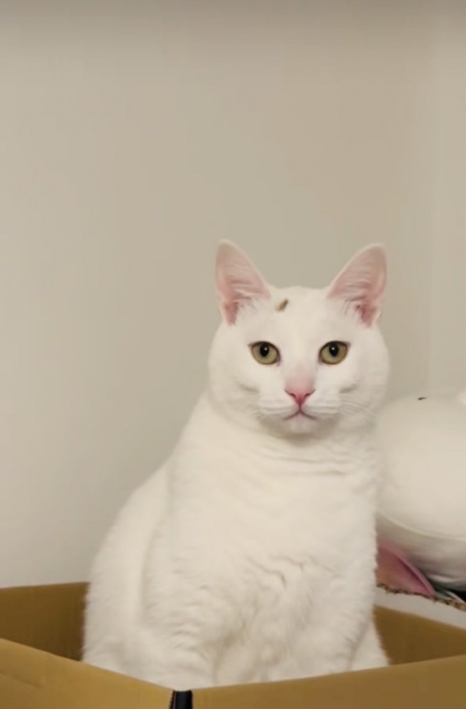 箱の中で座る保護猫