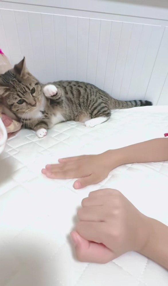 猫の前に出された手