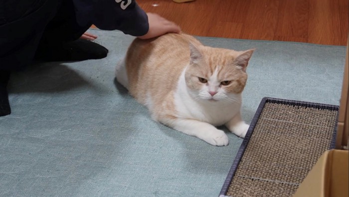 少し硬い表情をするスコティッシュフォールド