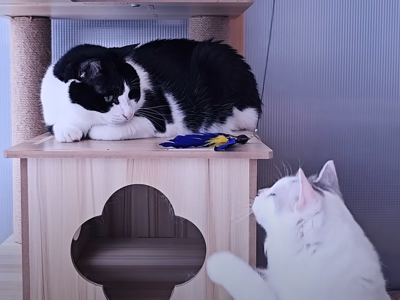 おもちゃにじゃれる2匹の猫