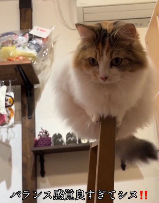 バランス感覚バツグンの猫