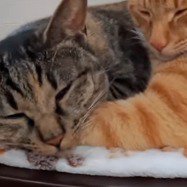 茶トラ猫の腕に頭を乗せて眠る麦わら猫