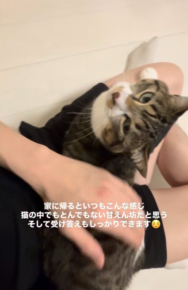 人の膝の上で顔を見上げる猫