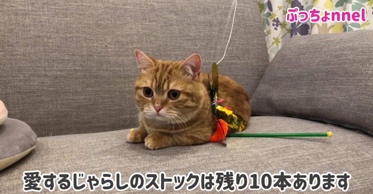 こじゃらしを確保する猫