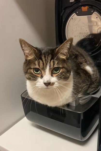 炊飯器の中からじっと見つめる猫