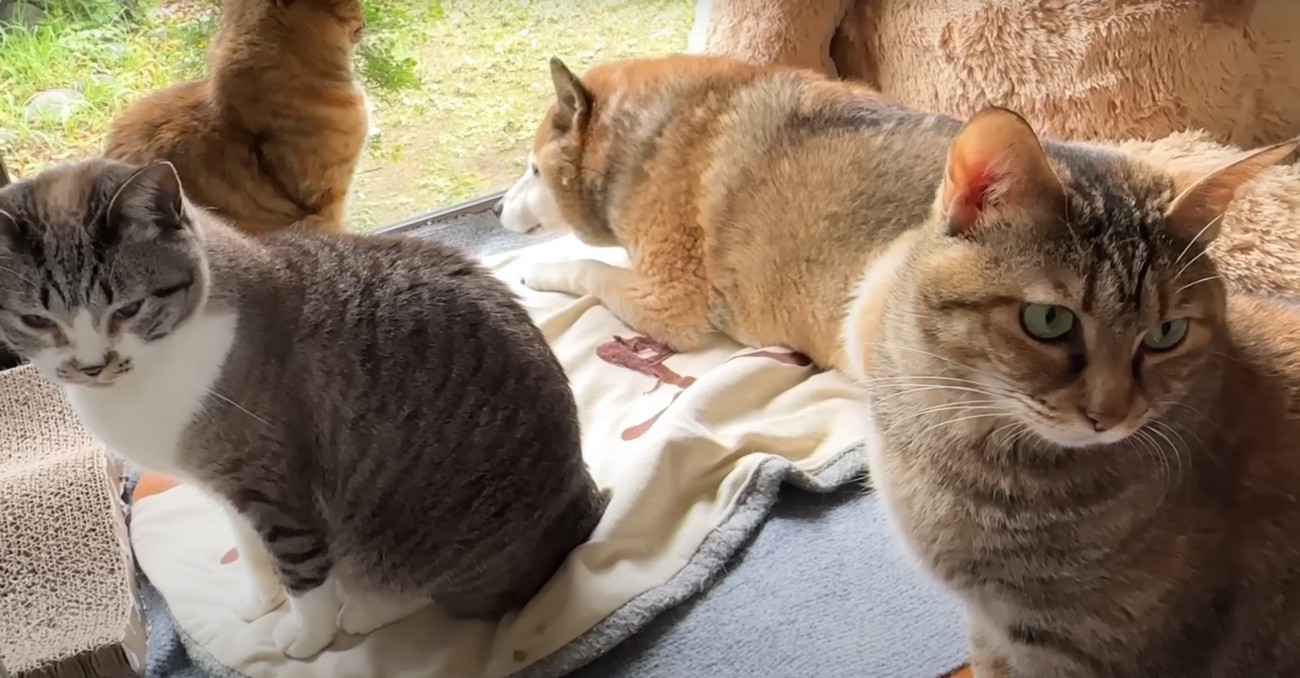 猫3匹、犬1匹（左からの角度）