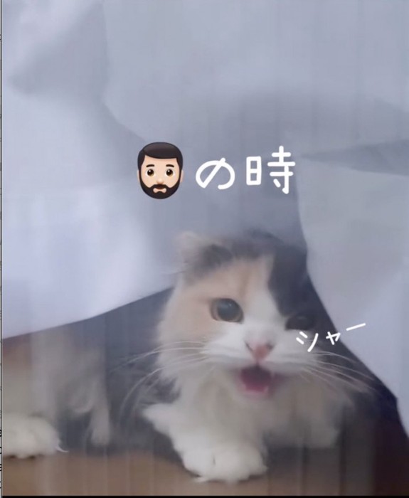 パパにシャーする猫