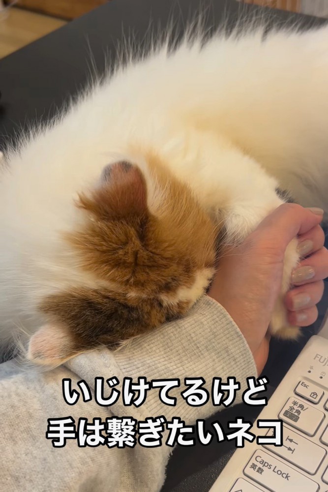 顔を隠している猫