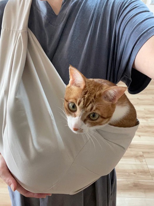 スリングに入る猫