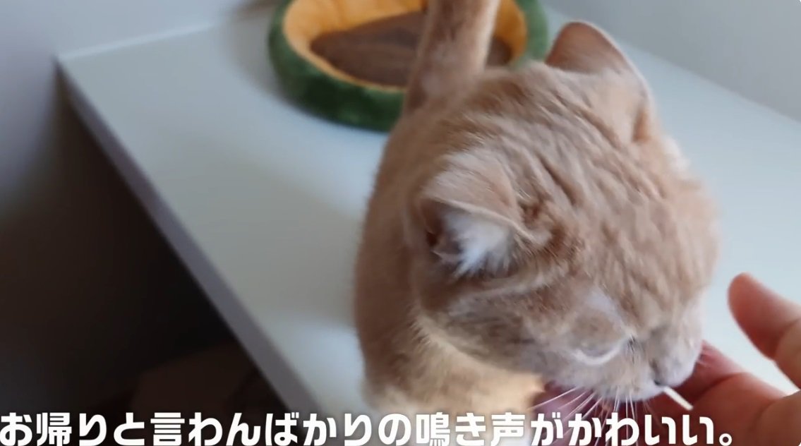 飼い主に近寄る茶トラ猫