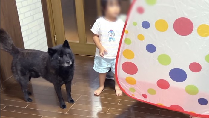 子供用テントを眺める子供と甲斐犬