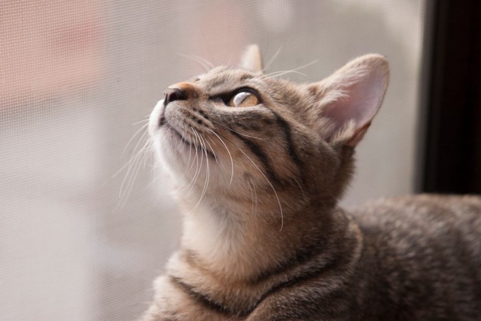 空を見つめる猫