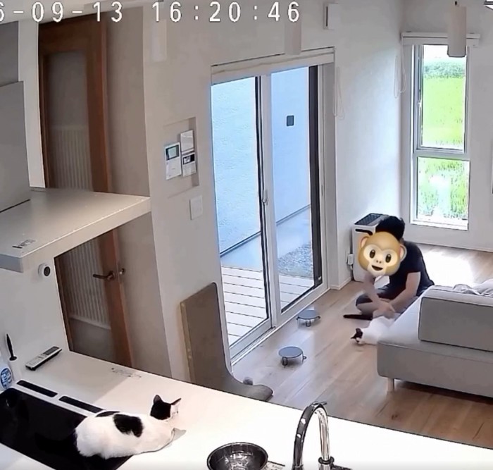 回される猫