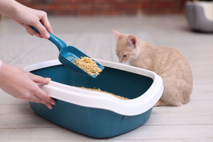 トイレ掃除を見つめる猫