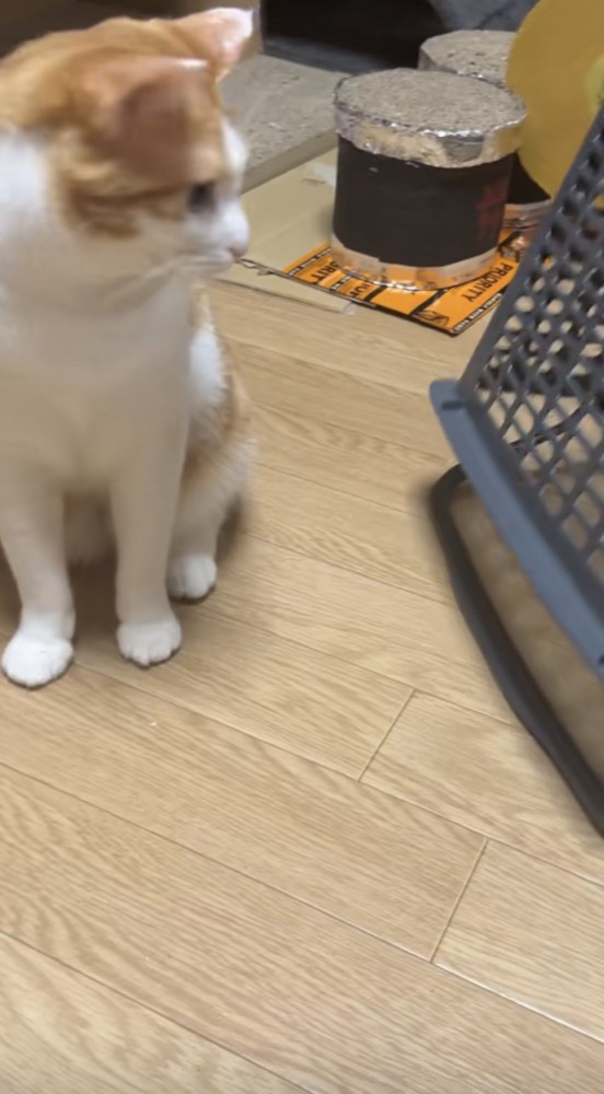 罠を見つめる猫の写真